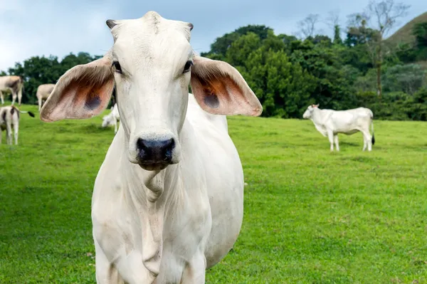 Koe in een landbouwgrond — Stockfoto