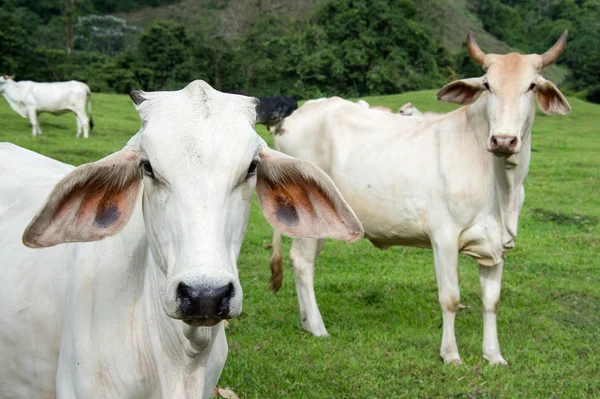 Zebu tehén szarvasmarha — Stock Fotó