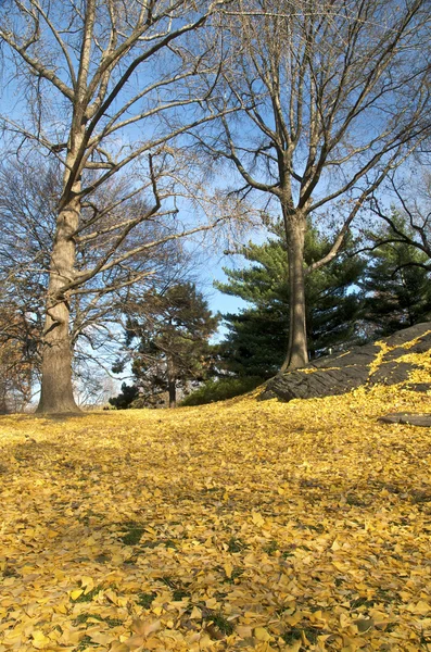 Central Parku w żółty. — Zdjęcie stockowe