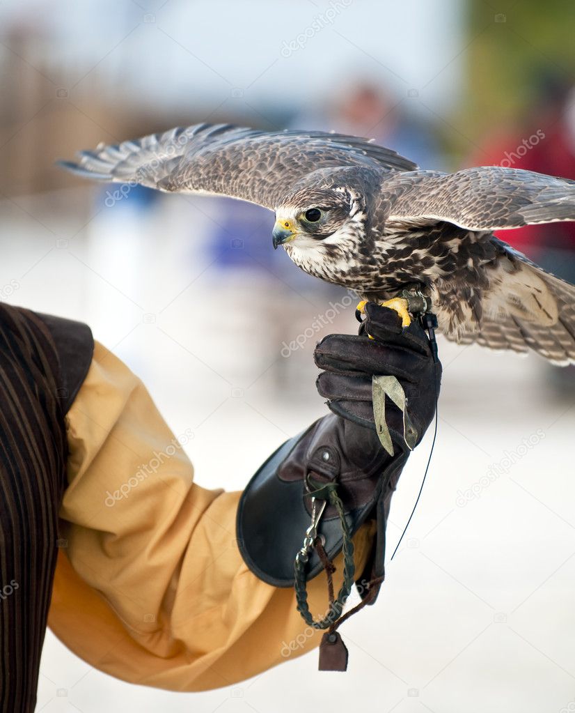 Falcon ready to fly