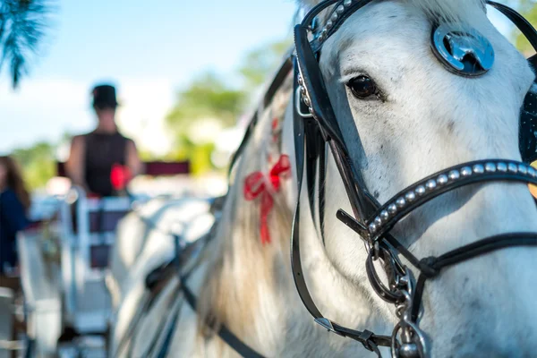 Cavallo e carrozza Immagini Stock Royalty Free