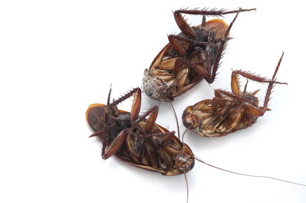 Three dead cockroaches lying upside down on a white background with copyspace, a common household pest