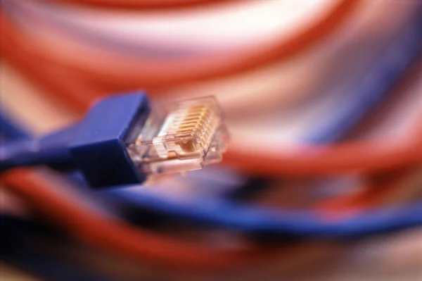 Red and blue ethernet cables and plug with selective focus to the connector for transmission of internet data on a computer in a technology and communication concept