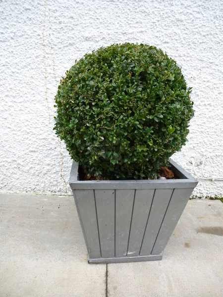 Spherical leafy green ornamental pruned topiary in a tub standing on paving alongside a rough plaster whitewashed house wall
