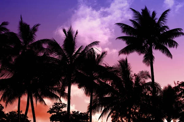 Colorful vivid tropical sunset with a grove of palm trees silhouetted against a purple , pink and orange sky, symbolic of travel and summer vacations