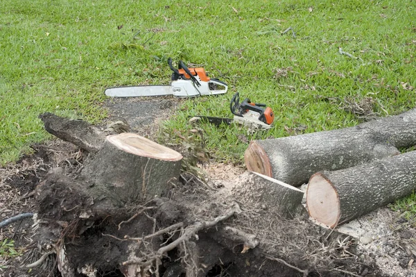 Removing and chopping up a tree felled by wind in a garden using chainsaws to cut the trunk into logs