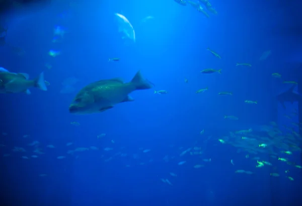 colorful blue background with abstract fish shapes in the murky water