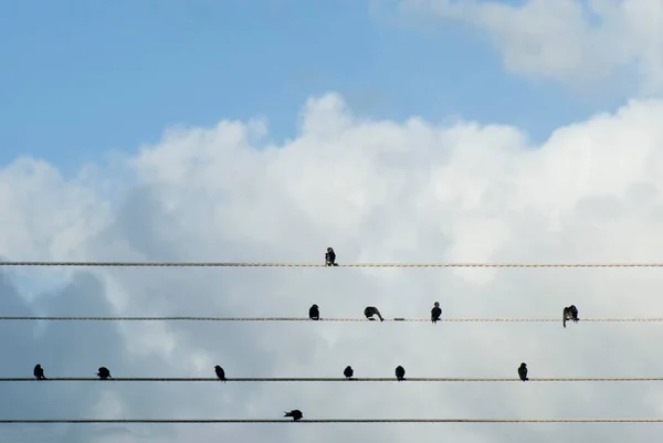 Flock of birds in silhouette sitting on overhead cables against blue cloudy sky as they take a break to rest and preen themselves