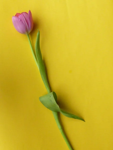 Single fresh cut pink tulip placed diagonally on a yellow background with copy space viewed from above symbolic of spring and romance