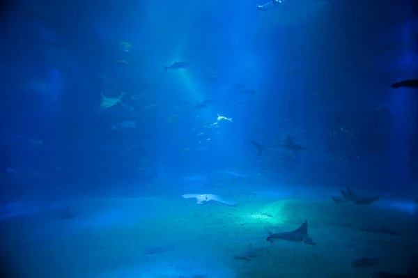 Huge saltwater aquarium tank providing a unique underwater marine ecosystem for the diverse fish and sealife that live there