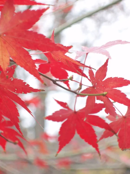 red maple leaves nature concept