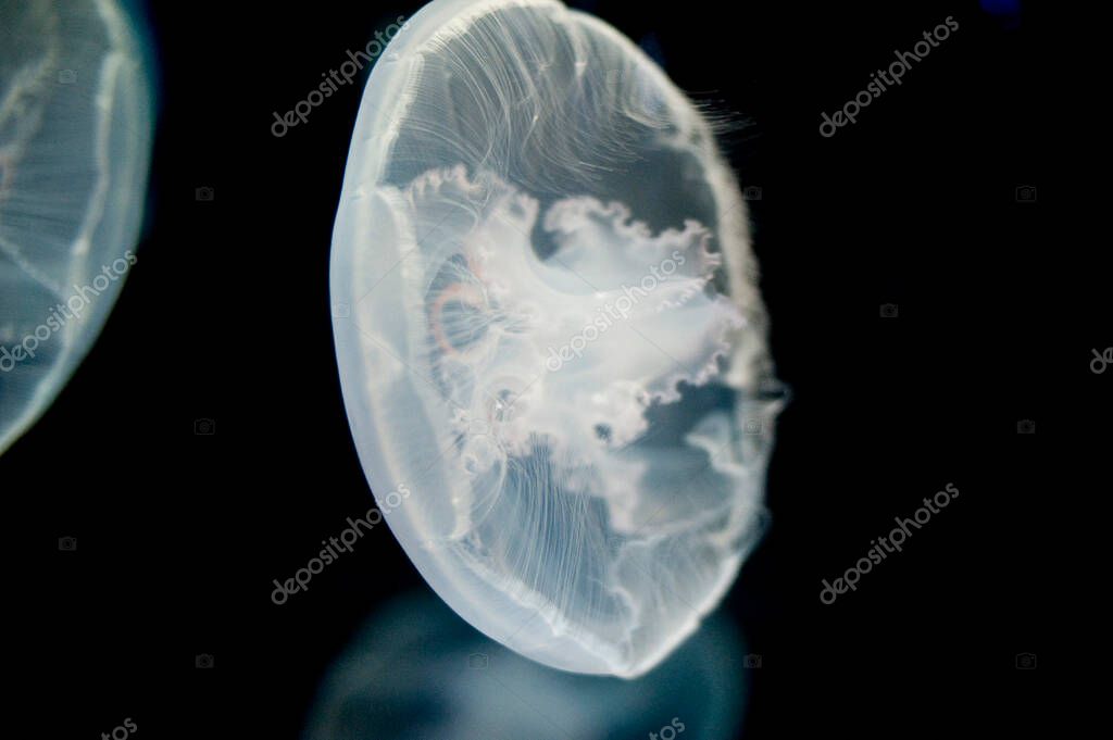 The saucer shaped transparent medusa of the common Moon jellyfish or
