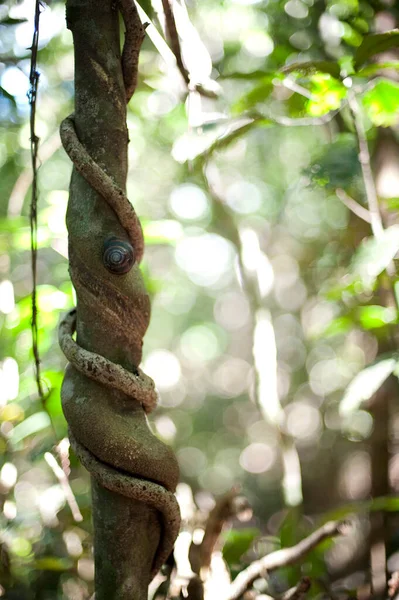 Close up of a vine tree in the forest with a small snail climbing