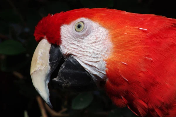 bright red head, the feathers of a scarlet macaw