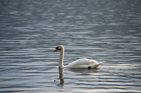 swan gliding on a calm lake surface