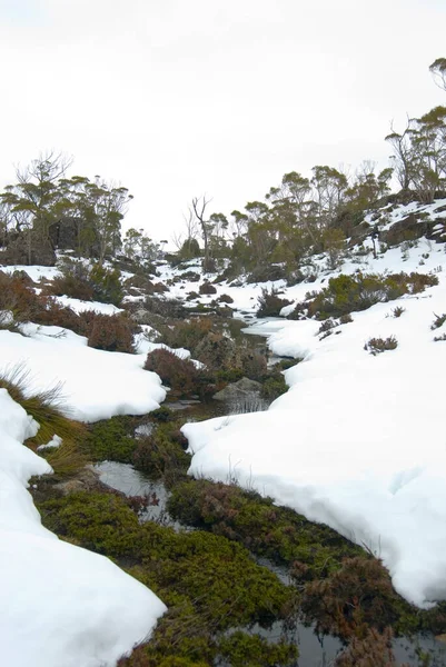 a stream running through a snowy winter landscape in walls of jerusalem national park, tasmania