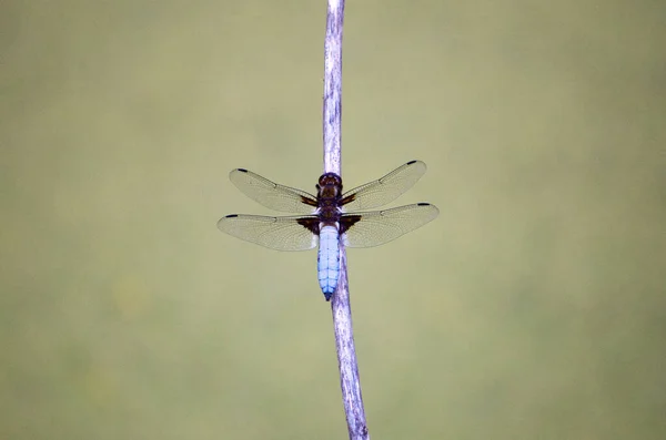 close up on the beautiful wing structure of a dragon fly
