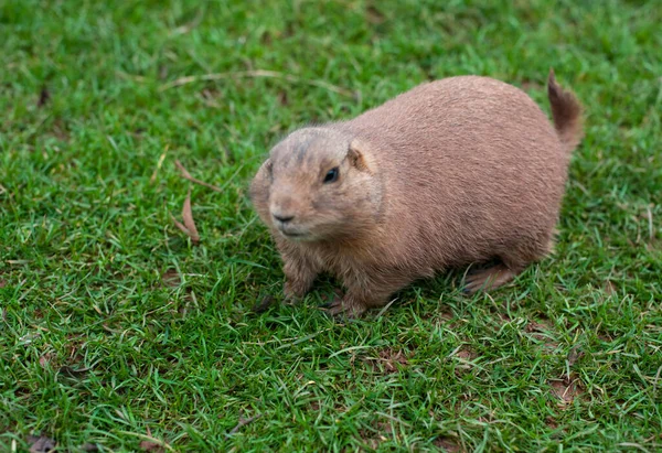 Fat brown guinea pig standing a green grass looking inquisitively at the camera with copyspace