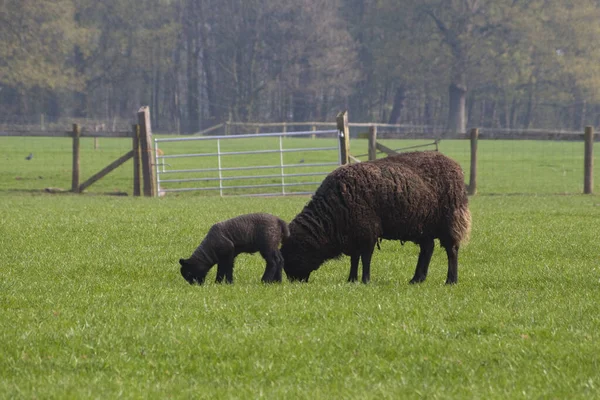 baa baa black sheep, two black sheep in a field, a mother and lamb