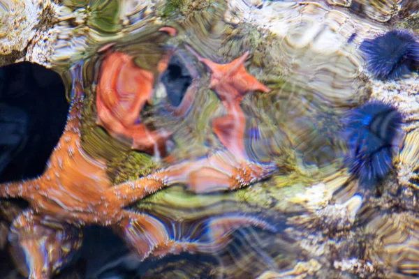 underwater background of distorted sea stars - star fish