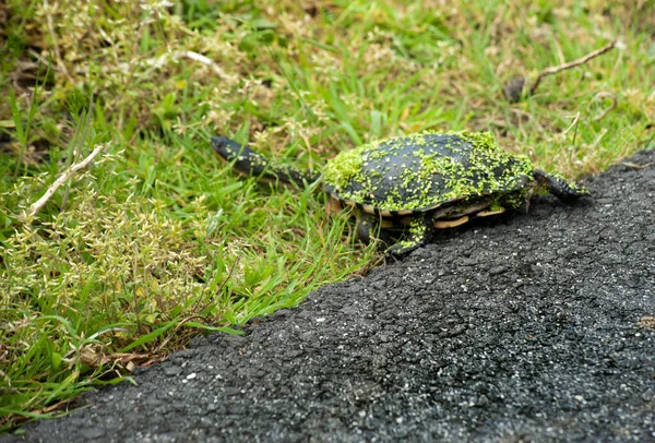 Eastern long-necked turtle, also known as the Eastern snake-necked turtle because of its long neck which can be the same length as its carapace