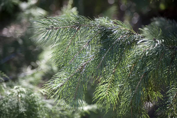 Close-up of evergreen fir tree bathed in sunshine. Bokeh