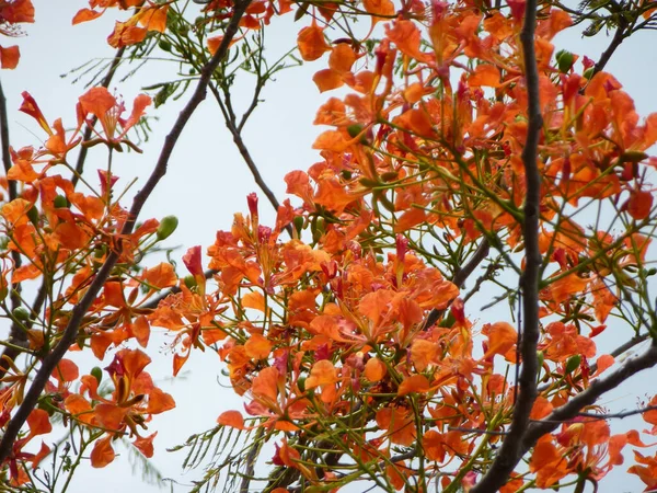 a flame tree in full bloom
