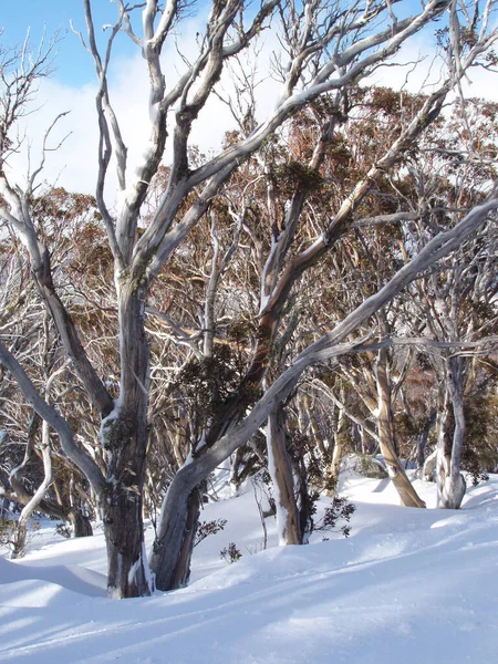 winter mountain gum trees