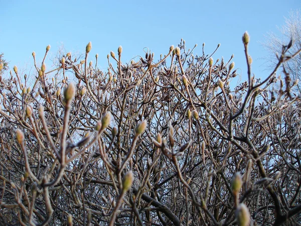 details of a frost on plants in a garden