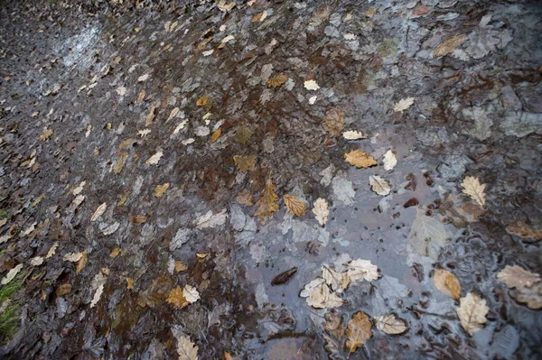 a background of brown and yellow wet leaves and a puddle