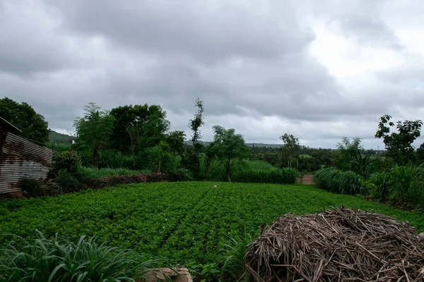 Belo Campo Agrícola Indiano Cercado Por Árvores Verdes Pequeno Abrigo — Fotografia de Stock