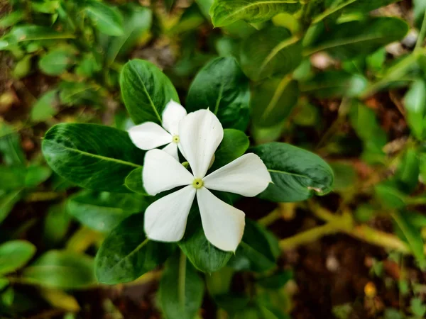 Stock Photo Beautiful White Color Petals Periwinkle Flower Catharnathus Flower — Stock Photo, Image