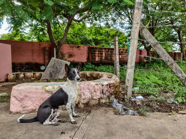 Hindistan 'ın Gulbarga Karnataka şehrinde siyah-beyaz Kızılderili sokak köpeğinin tek başına beton yolda oturduğu eski turuncu renkli duvar ve yeşil kadın resmi..
