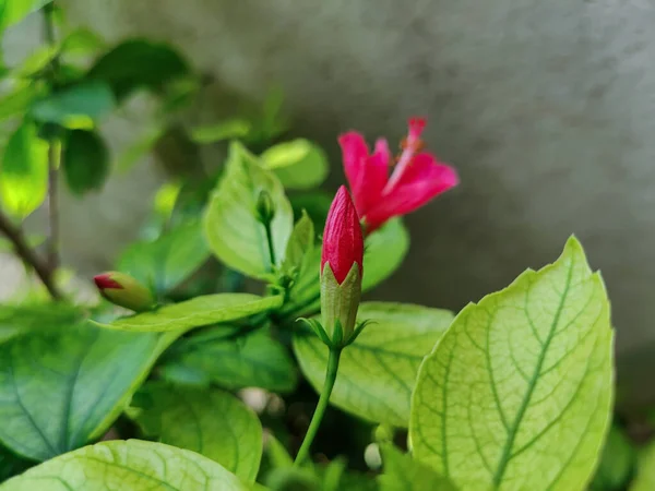 Stock Photo Beautiful Hibiscus Flower Buds Green Leaves Blooming Home — Stock Photo, Image