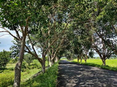 Parlak ilkbahar manzaralı asfalt yolu manzarası kırsal alana bağlı, ağaç kaplı yol ağaç tüneli gibi. Gulbarga, Karnataka, Hindistan 'da yolun her iki tarafında tarım arazisi..