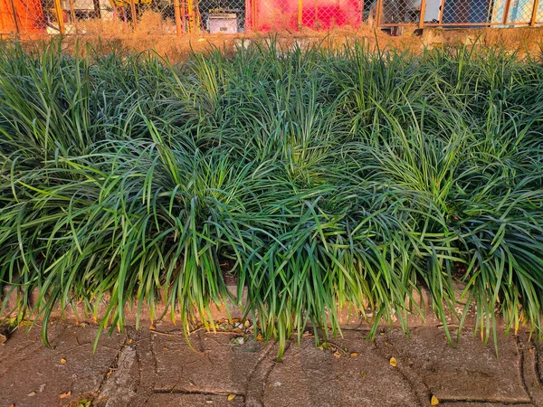 Stock Photo Mondo Grass Also Known Snakes Beard Orphiopogon Japoncicus — Stock Photo, Image