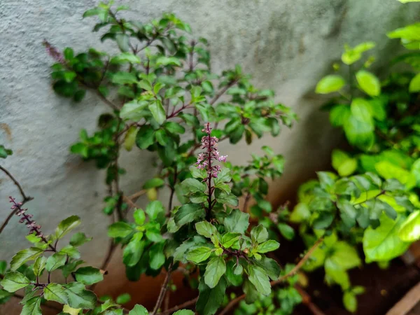 스러운 식물의 식물은 카르나타카의 바르가에 정원에서 자라는 인도에서 자생하는 토착종이다 — 스톡 사진