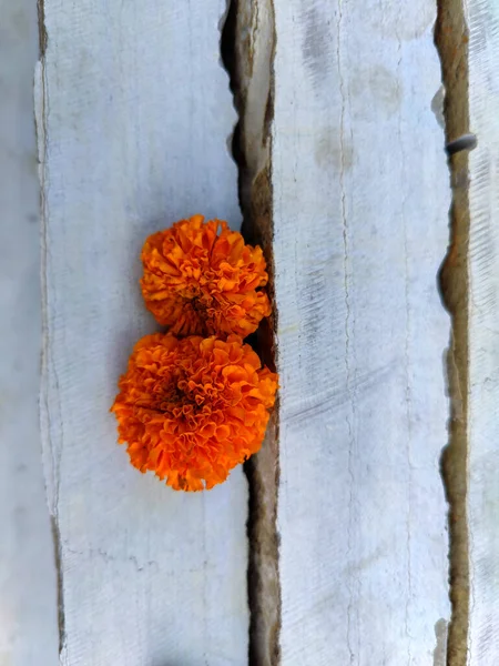 Stock Photo Orange Color Two Marigold Flower Kept White Painted — Fotografia de Stock