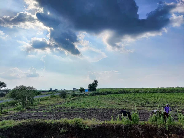 农人或牛仔带着牛在牧场里游荡的照片 牛和牛放牧草 背景上的乌云 在印度Gulbarga拍摄到的农田附近的空沥青图片 — 图库照片