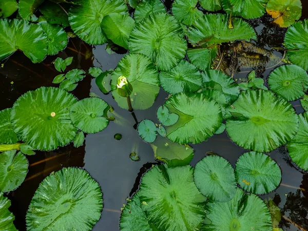 Sidovy Vit Lotusknopp Som Halvblommande Stora Gröna Lotusbladen Svart Vattendamm — Stockfoto