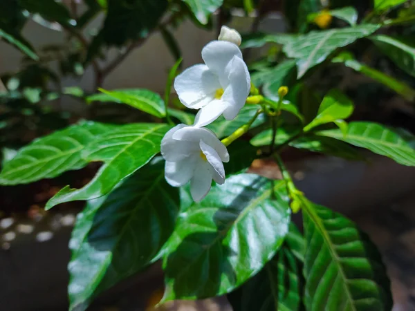 Stock photo of beautiful white color pinwheel flower with green leaves on background blooming in the home garden. Picture captured during monsoon season at Hyderabad, telangana, India. focus on flower