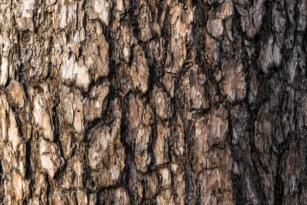 Spruce bark — Stock Photo, Image