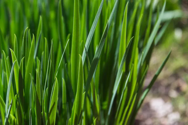 Green grass — Stock Photo, Image