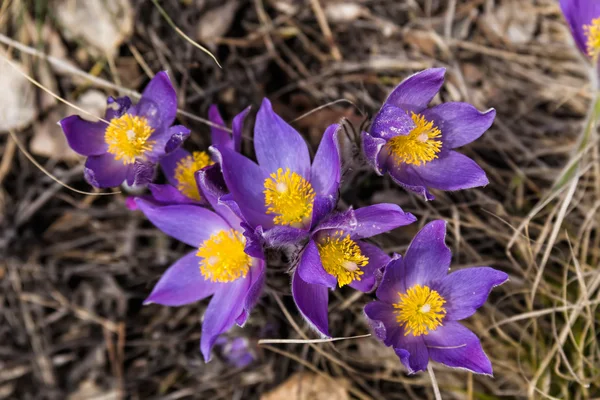 Kardelen — Stok fotoğraf