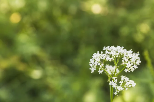 Sommerwildblumen — Stockfoto