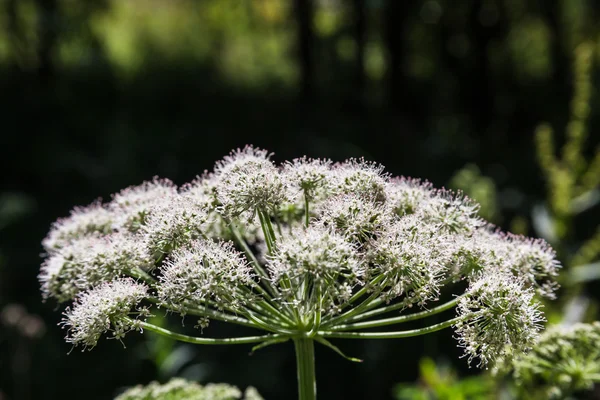 Fleurs sauvages d'été — Photo