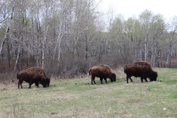 Buffalo Bizon — Stock Fotó