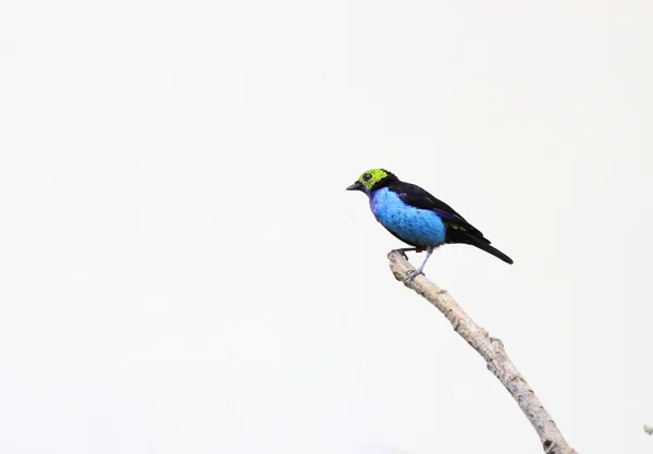 Blauer Vogel auf einem Ast — Stockfoto