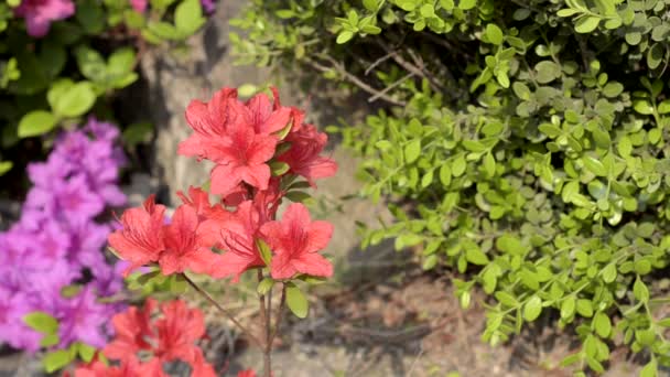 Blooming Korean Azalea and evergreen Boxwood in spring, South Korea — Stock Video