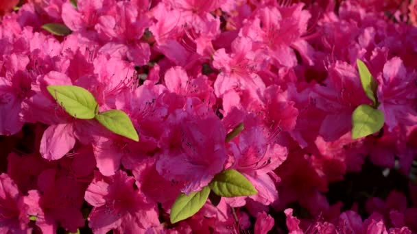 Koreaanse azalea bloeien in het voorjaar, Zuid-korea — Stockvideo